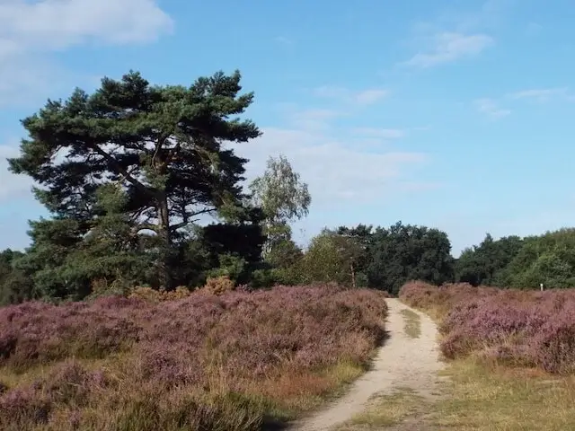 Heather in bloom in Meinweg National Park