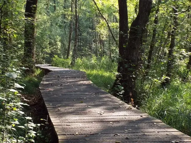 boardwalk near the red brook