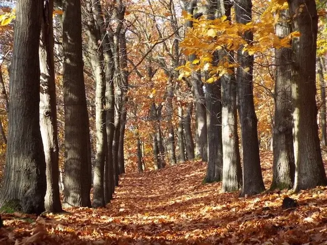 forest path in autumn colors