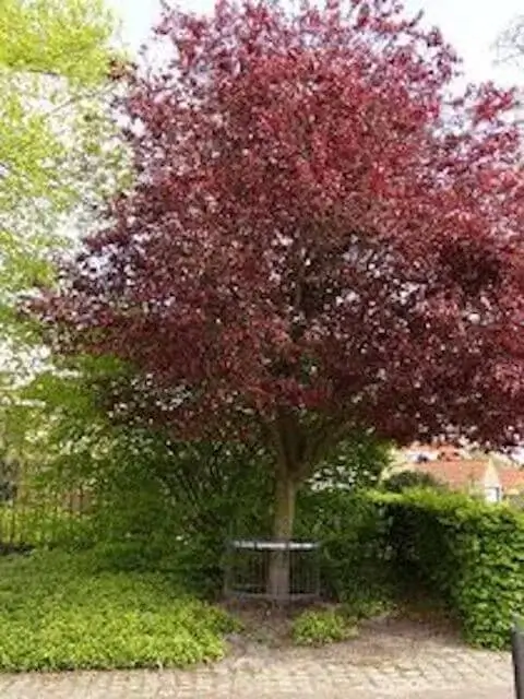 blood beech
