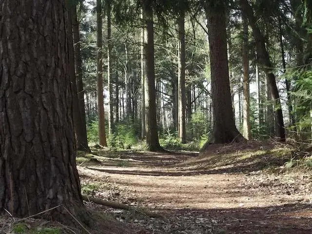 schadijk forest