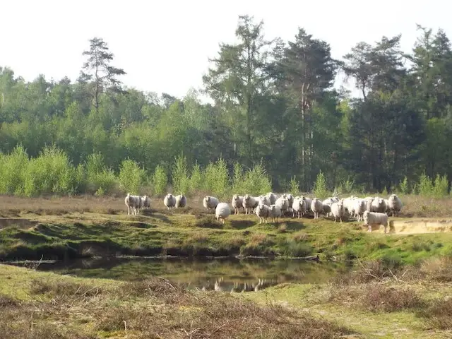 Schadijk heather
