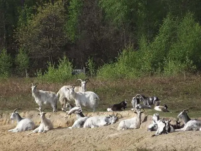 old dutch landgoat