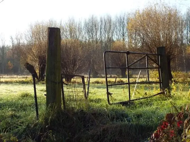 wet grasslands