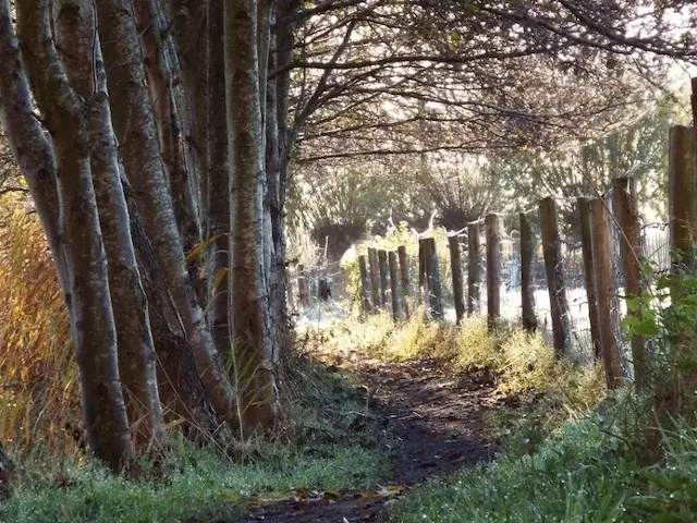 small path along grassland