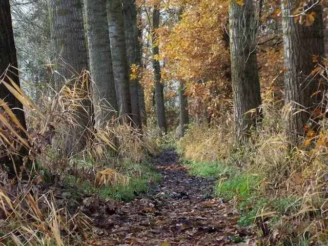 path through forest