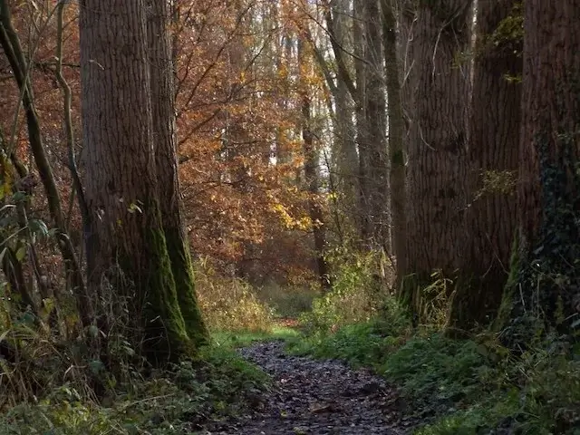 forest path