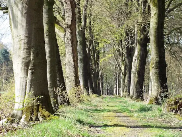 path in sparrenrijk