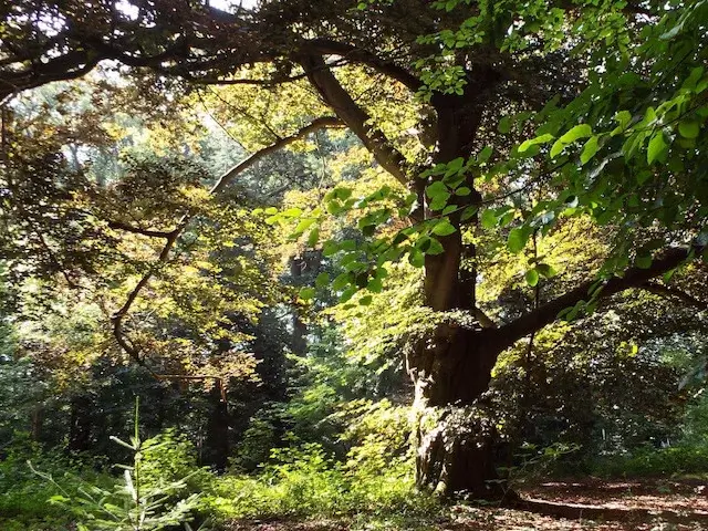 old beech tree in eikenhort estate