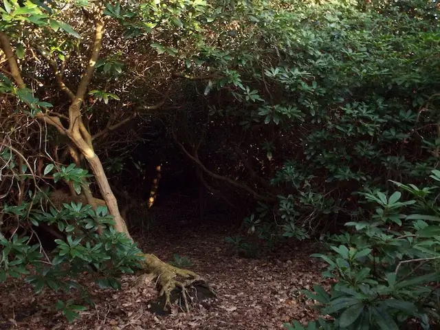 rhododendron in eikenhorst estate