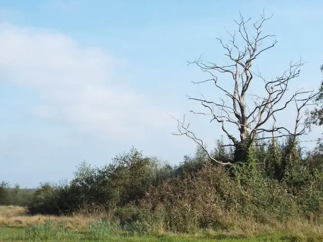 wetlands in halsche beemden