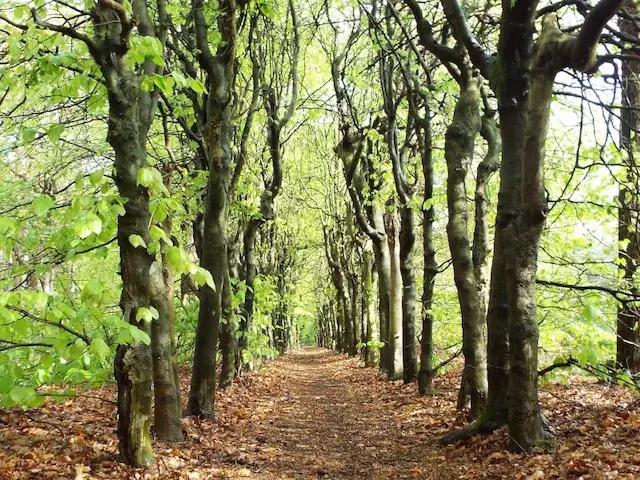 forst path in sparrenrijk
