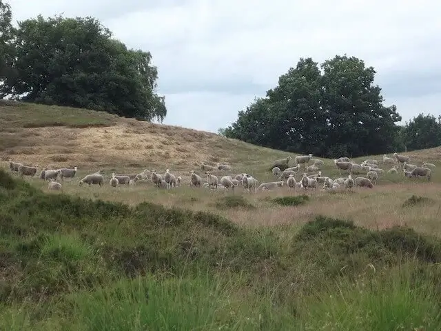 flock of sheep on the Eckeltse Bergen