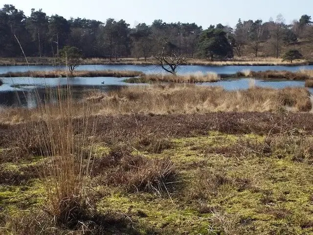 duuvelskuul