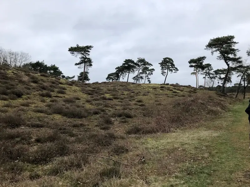 san dune in national park maasduinen