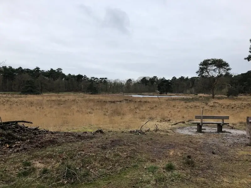 bench in the afferdense duinen
