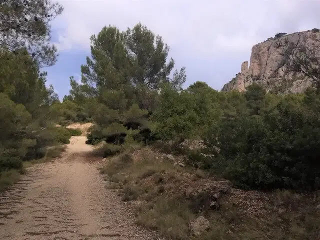 path between the typical vegetation