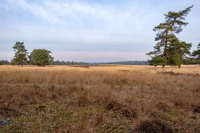 grote heide