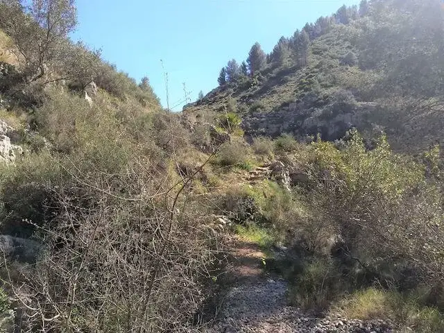 path through the bushes