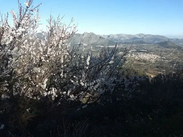 almond tree in bloom
