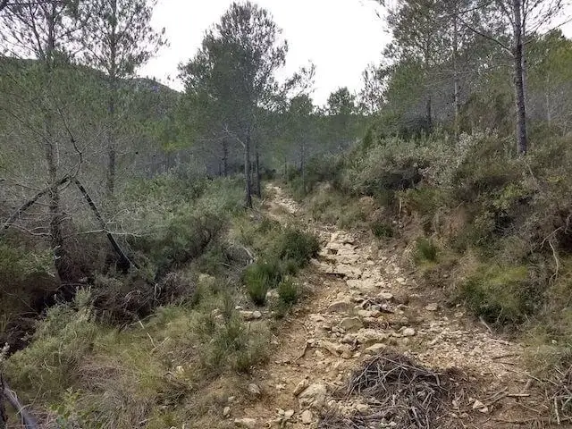 path between the trees