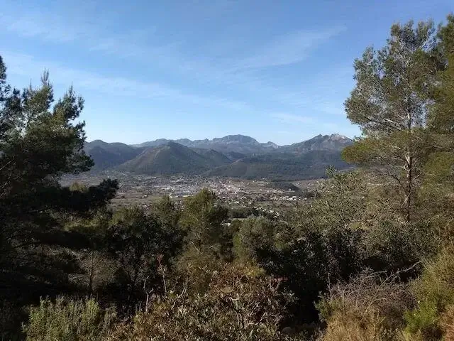 nice view between trees