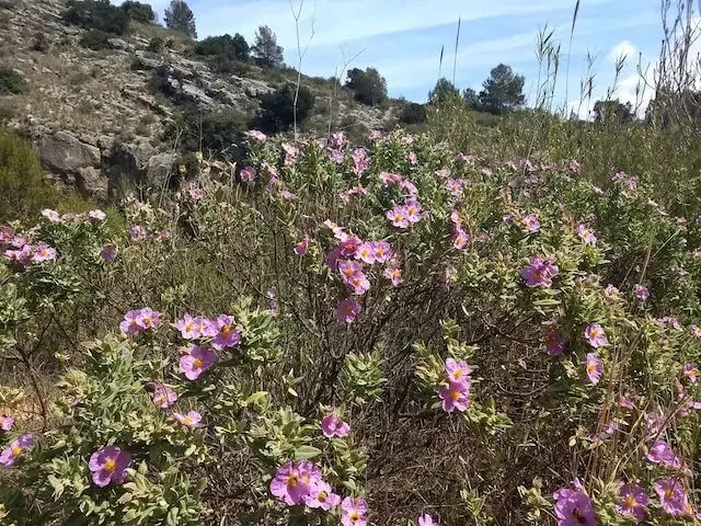 rock rose