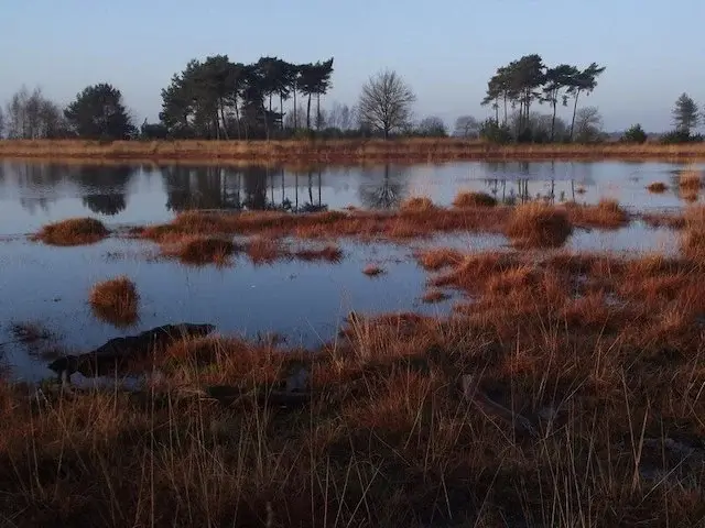 fens at the beuven