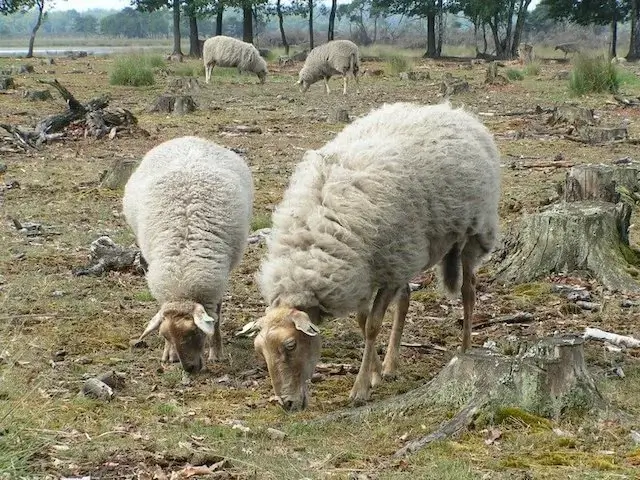 Kempen heath sheep