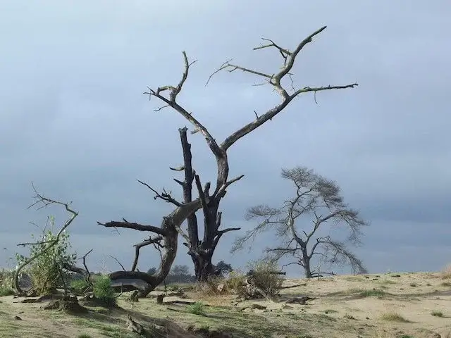 after an nature fire