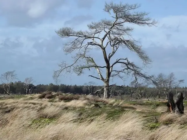 nature recovers