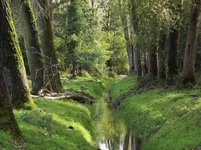 brook in the scheeken