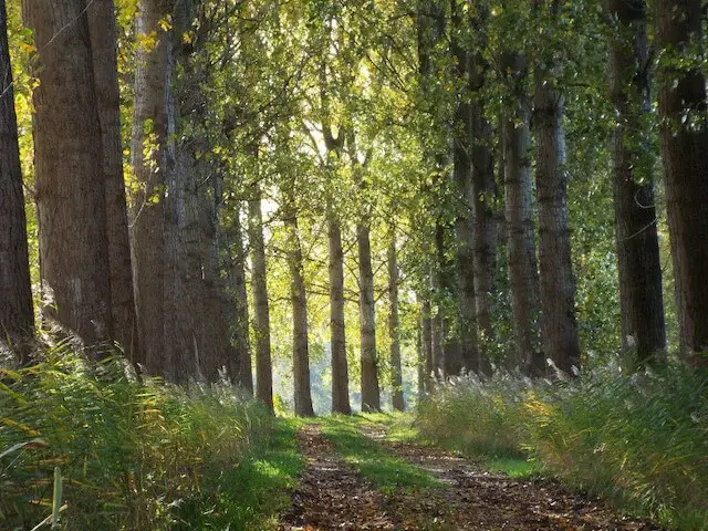 poplars