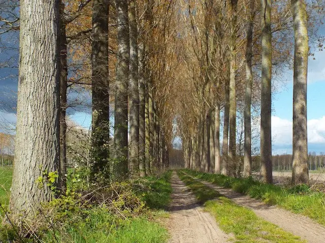 nice unpaved path between poplars