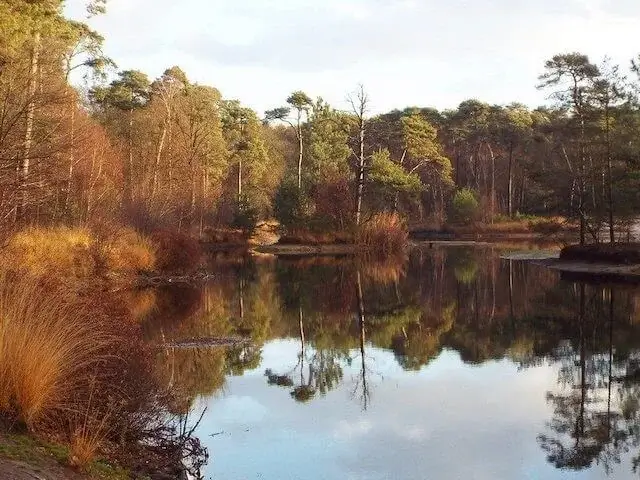 vanessche fen