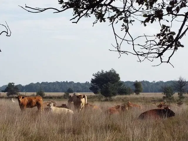 cows in the kampina