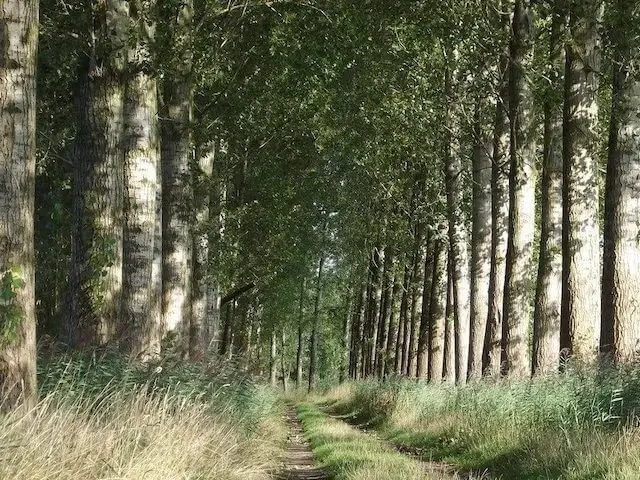 poplar avenue