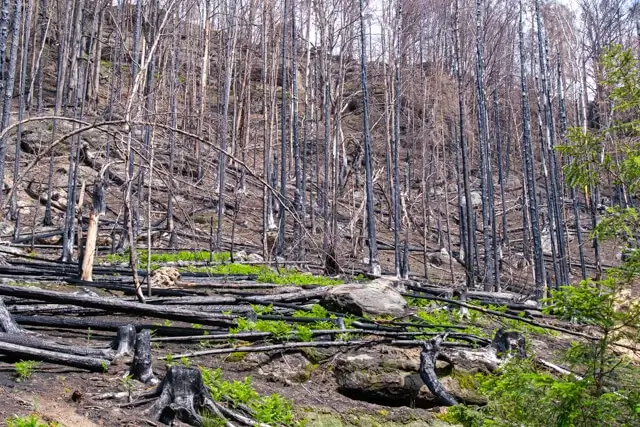 nature is restoring after the fire of 2022 near prebischtor