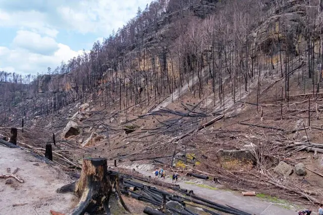 nature after the fire of 2022 near prebischtor