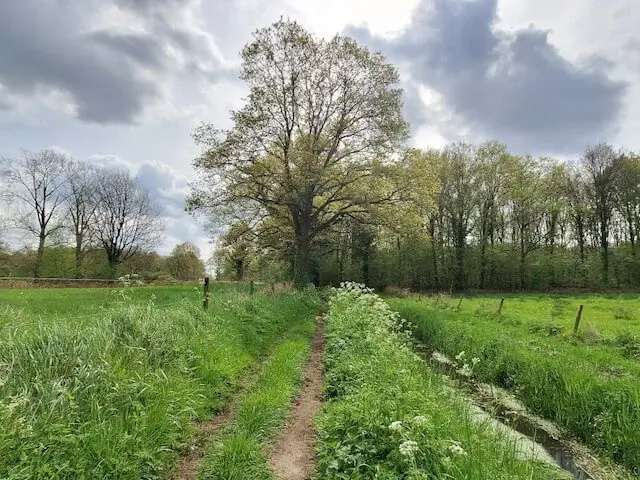 path along a brook