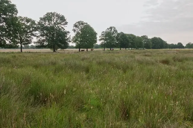 wasperveld