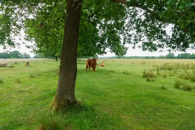 galloways in the rasperveld