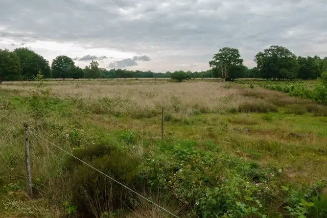 wasperveld