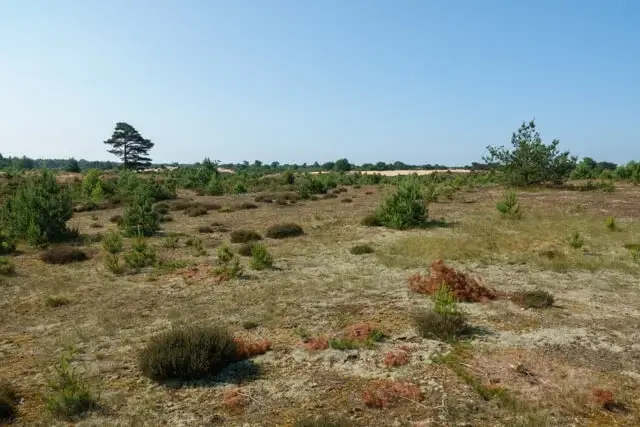Aekingerbroek
