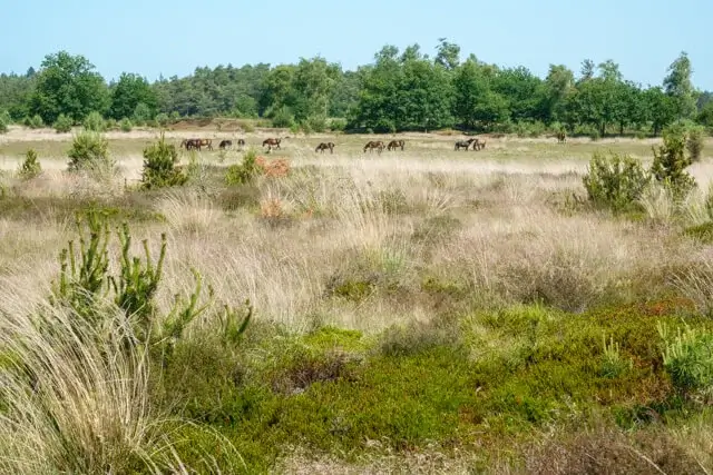 Exmoor ponies grazing