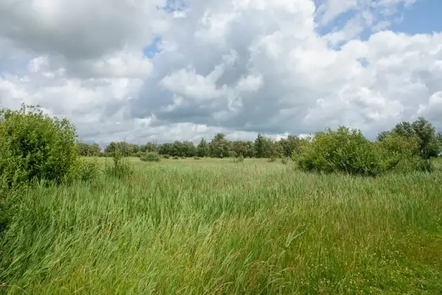 thicket