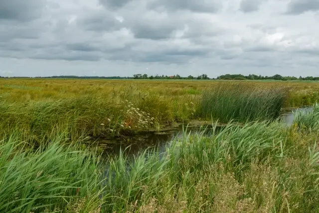 low peat bog