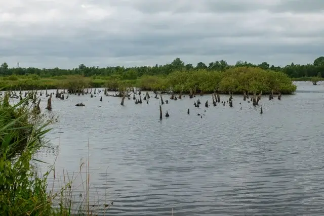 De Lytse Mear