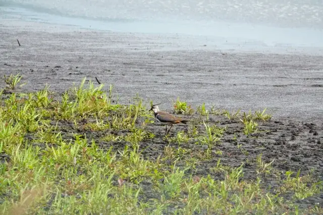 lapwing