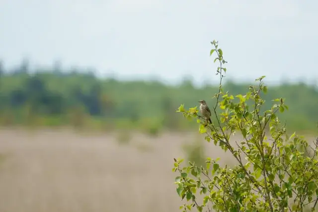 tree pipit